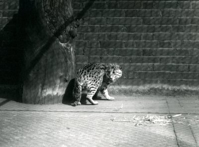 A Fishing Cat at London Zoo by Frederick William Bond